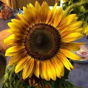 Meet your Posher, Donna